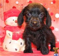 dachshund puppy posted by Kimberly Jones
